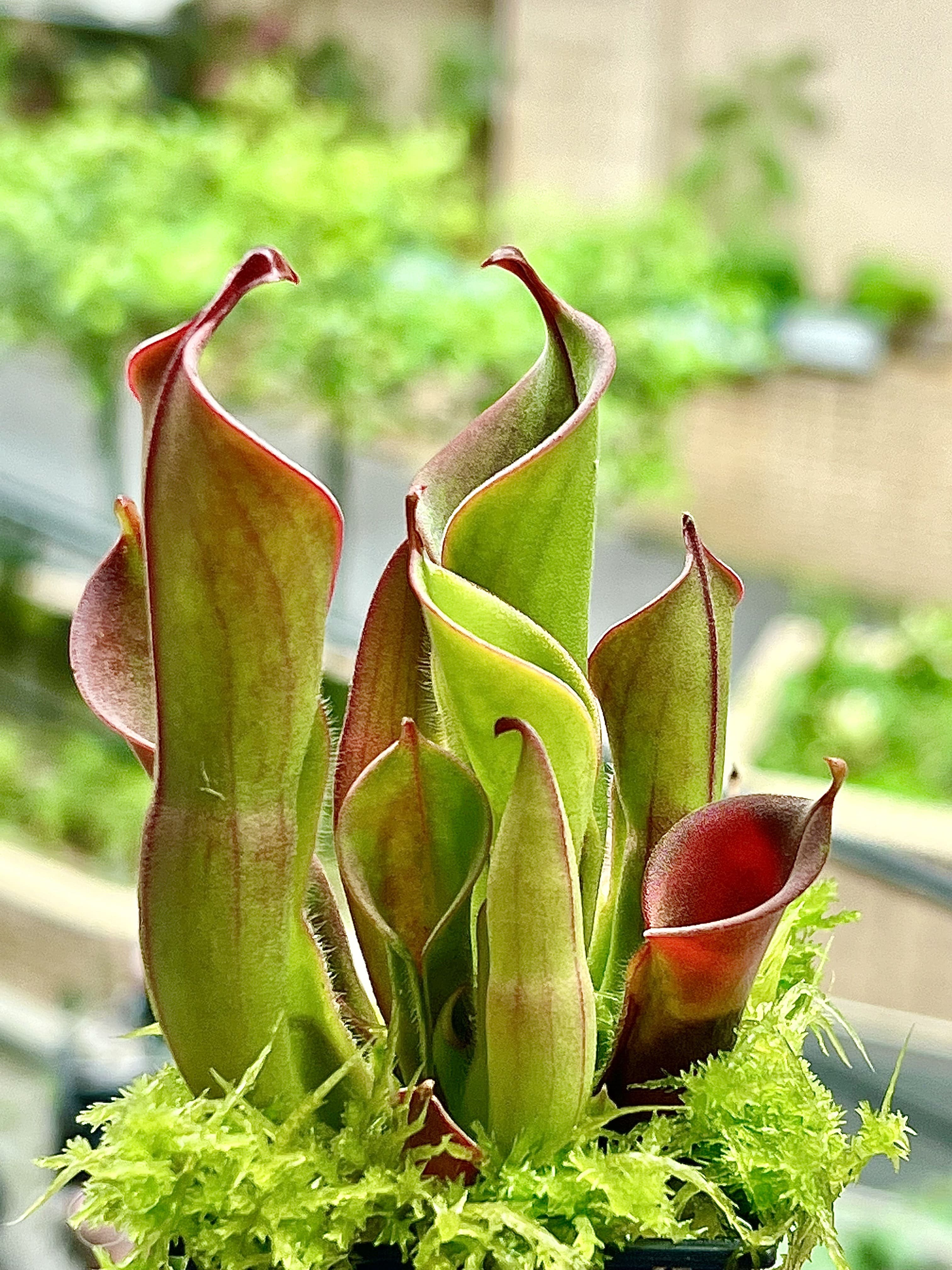 小太陽瓶子草Heliamphora minor 圖集照片