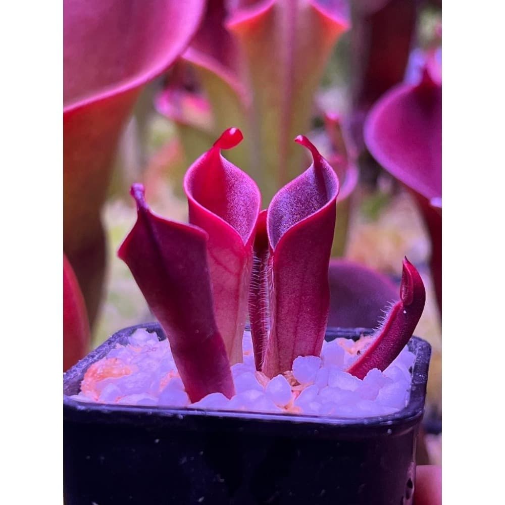 小太陽瓶子草Heliamphora minor 圖集照片