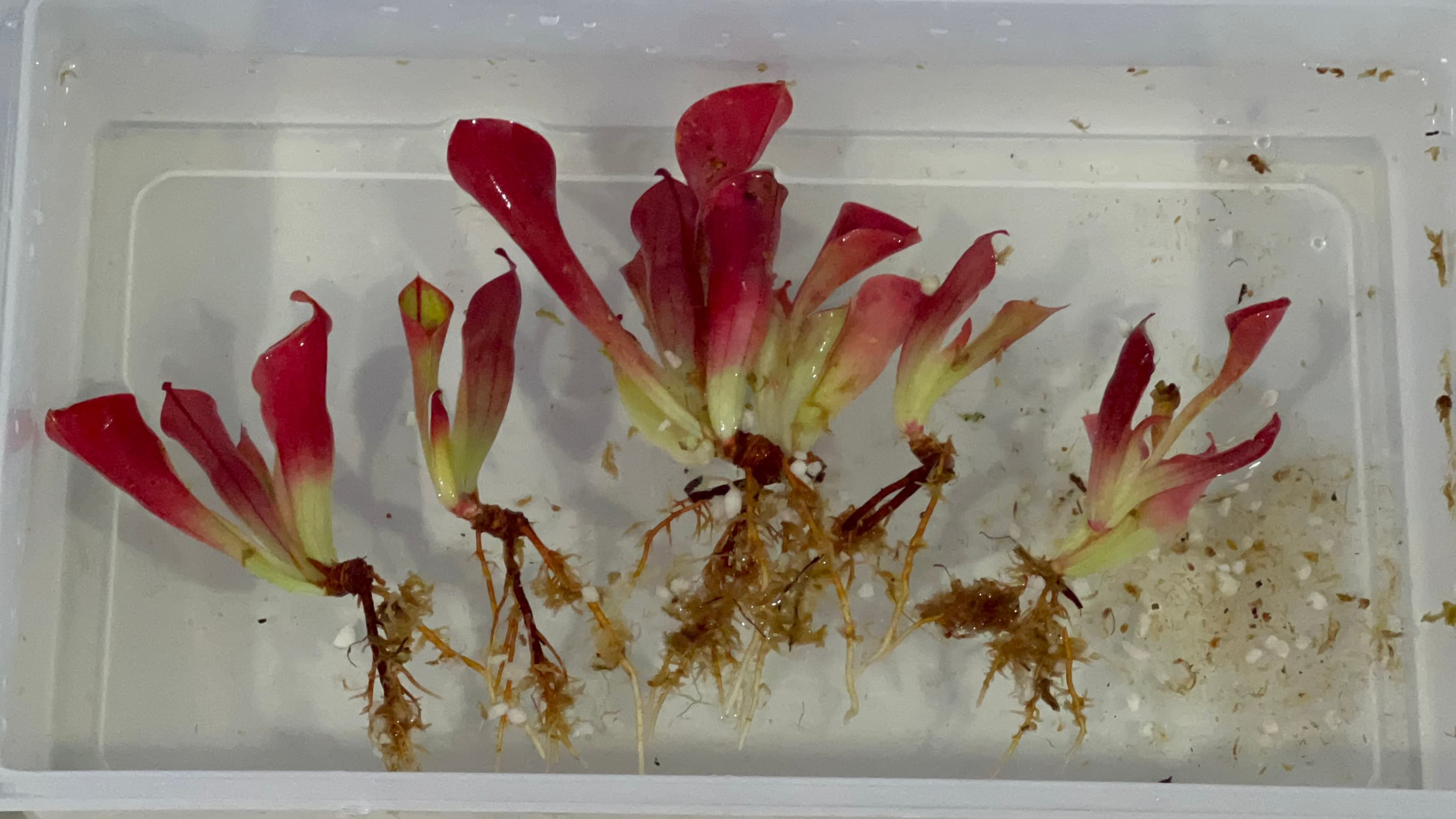 小太陽瓶子草Heliamphora minor 圖集照片