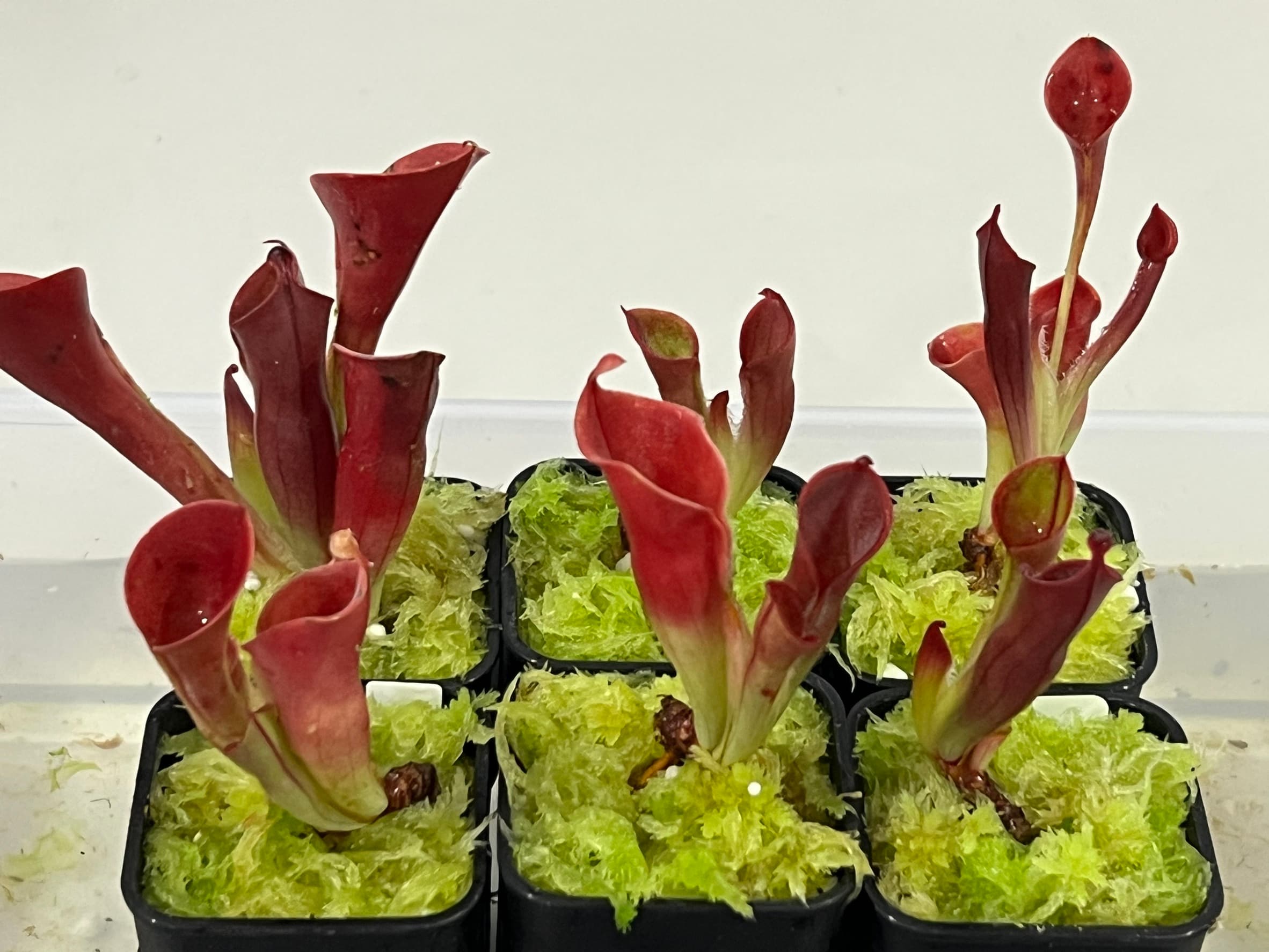 小太陽瓶子草Heliamphora minor 圖集照片