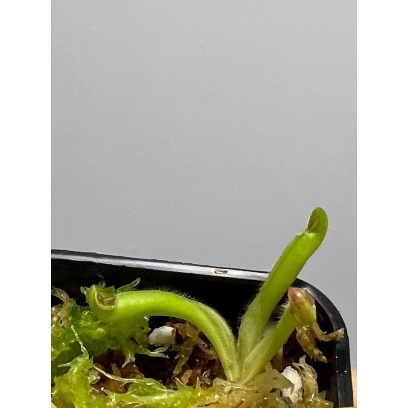 美麗太陽瓶子草Heliamphora pulchella （Churi tepui） 圖集照片