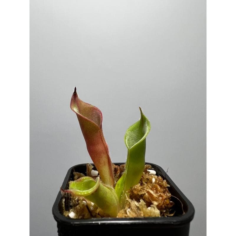 絨毛太陽瓶子草Heliamphora ciliata 圖集照片