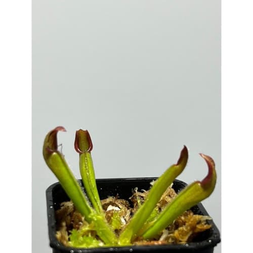 阿勾畔太陽瓶子草Heliamphora sp. ‘Akopan’ 圖集照片