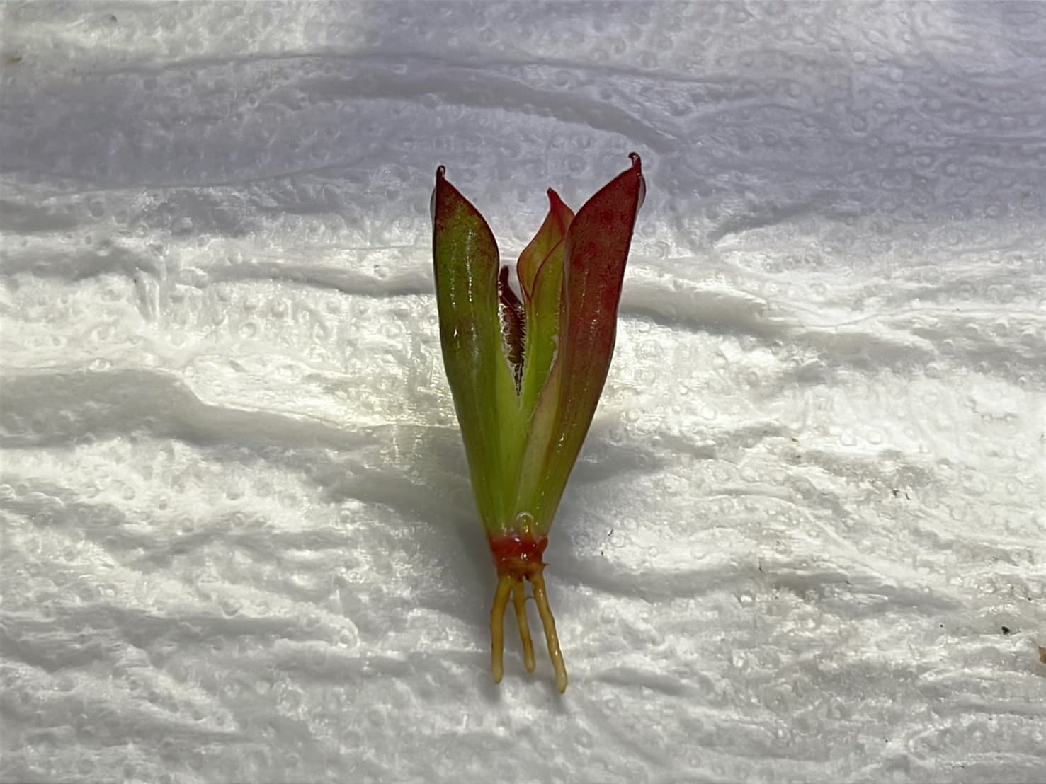 阿勾畔太陽瓶子草Heliamphora sp. ‘Akopan’ 圖集照片