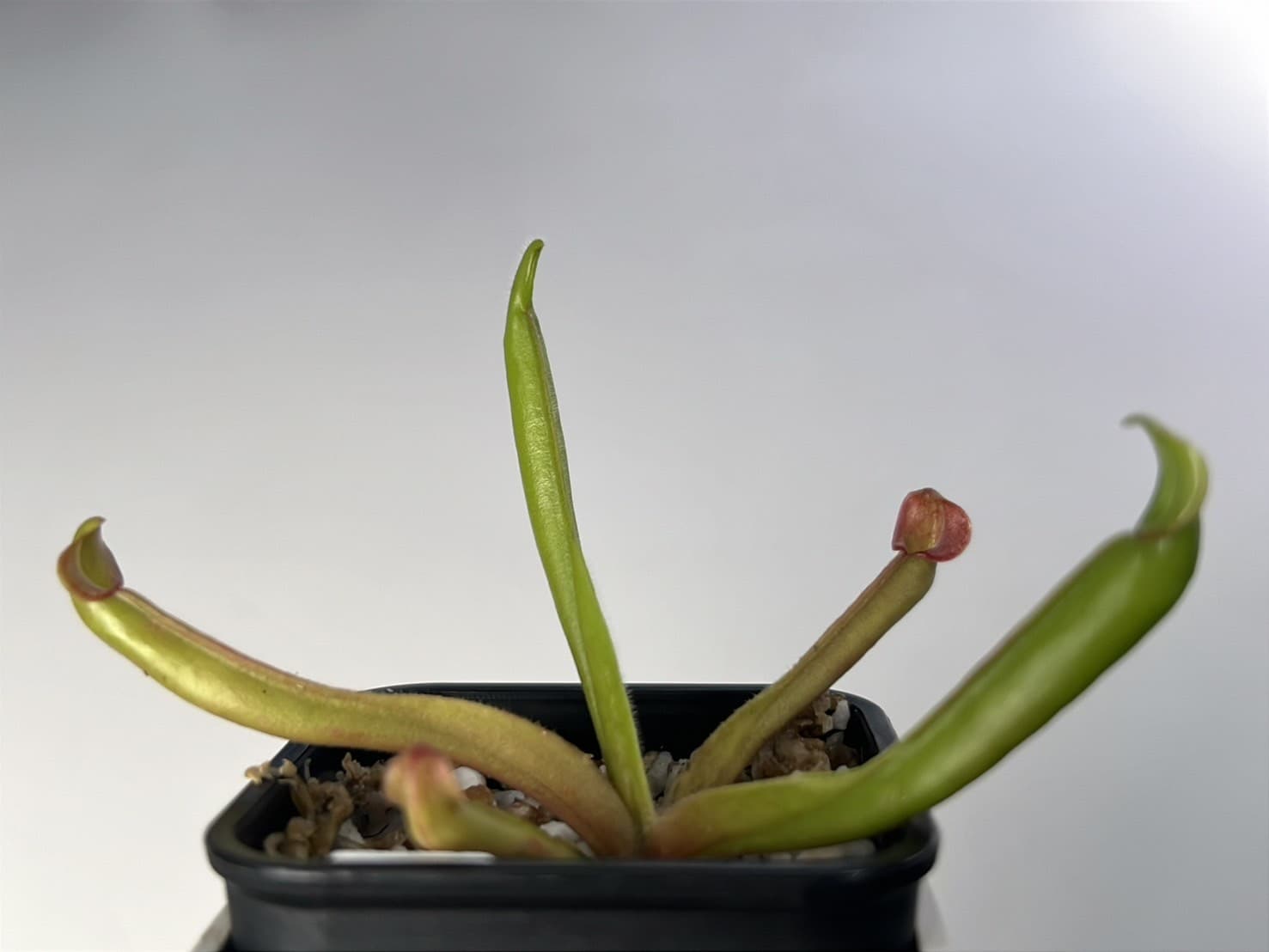 巨大垂花太陽瓶子草Heliamphora nutans ＂Giant＂ 圖集照片