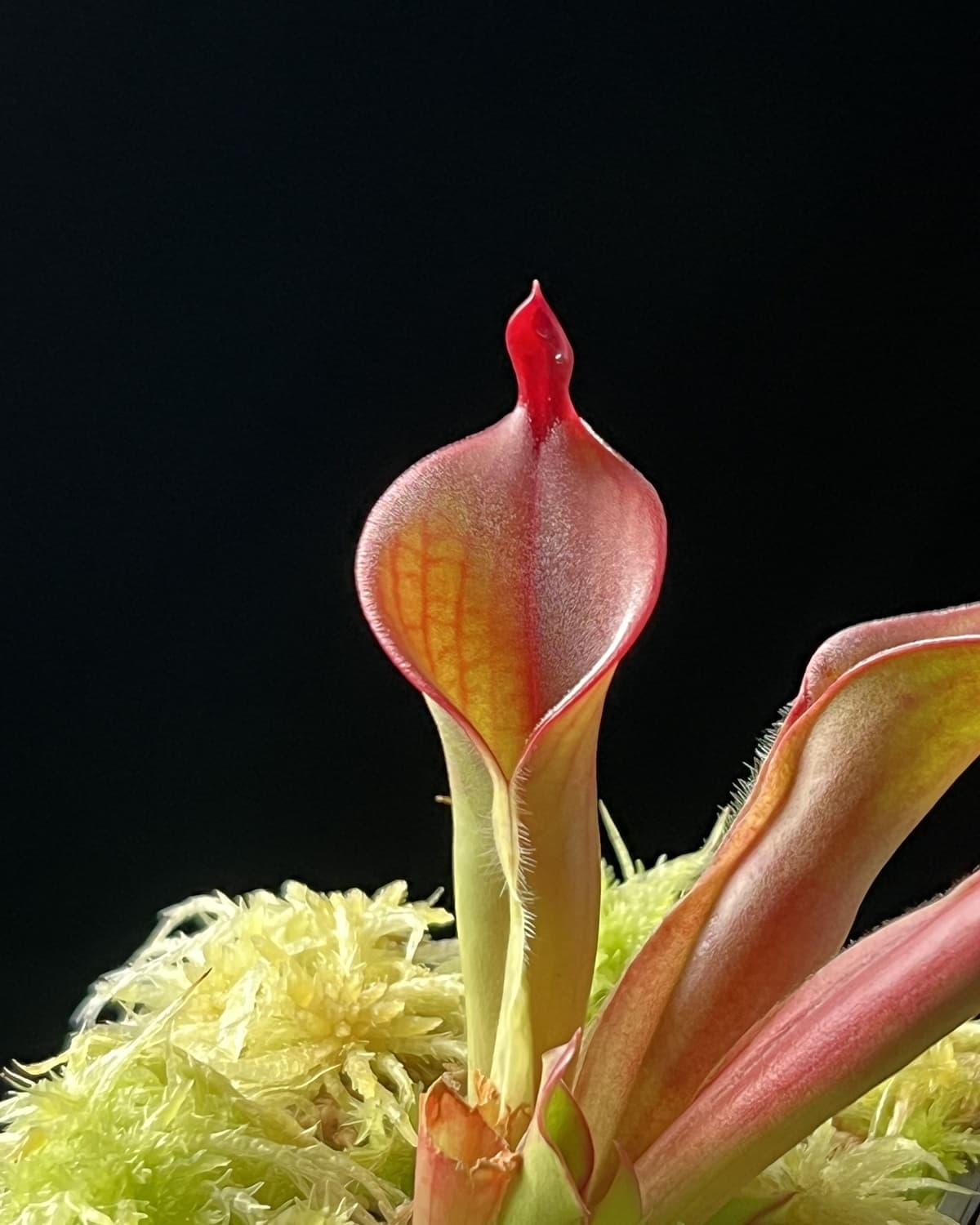 馳曼塔太陽瓶子草H. chimantensis (Chimanta Tepui) Andy Smith