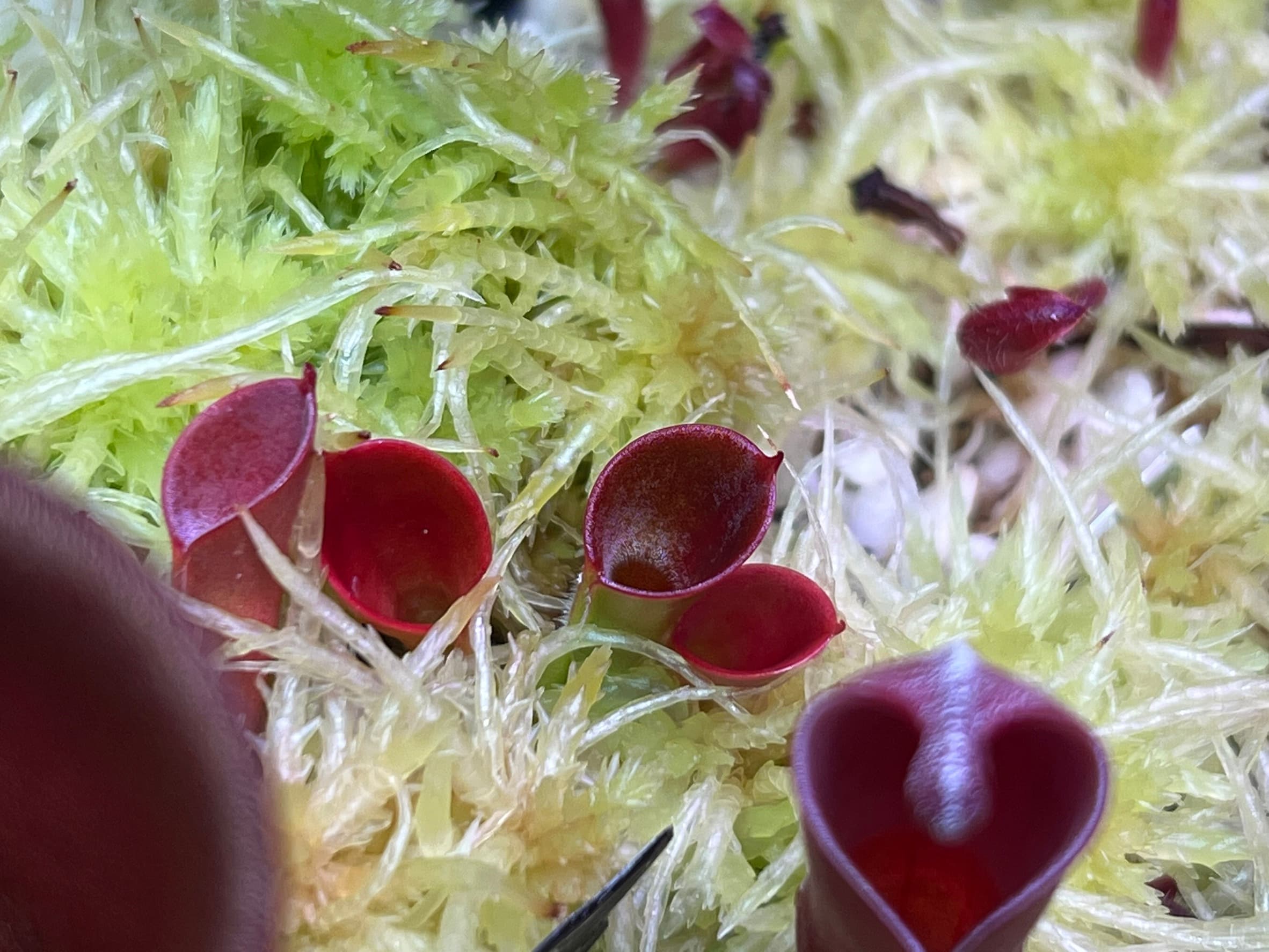 銀內毛小太陽瓶子草H. minor ＇silver hair＇ (Cerro La Luna)