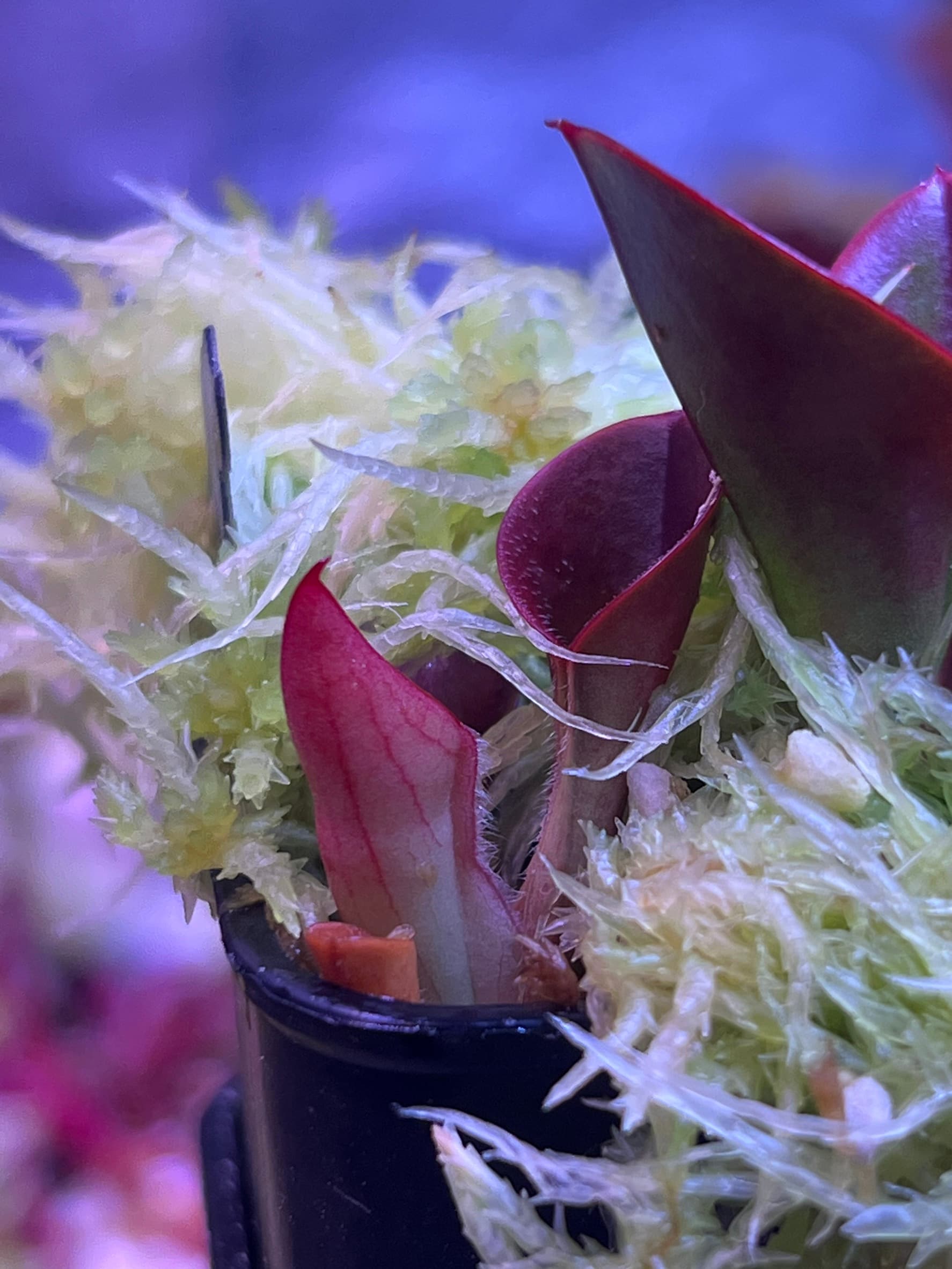 披毛太陽瓶子草偏黑個體H. minor var. pilosa blackish (Auyan Tepui) MS