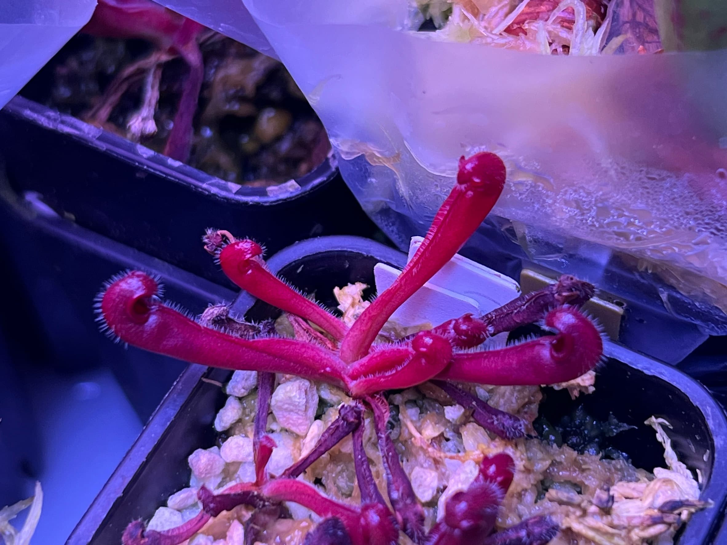 內布利納太陽瓶子草(內布利納產地)H. neblinae (Cerro Neblina)