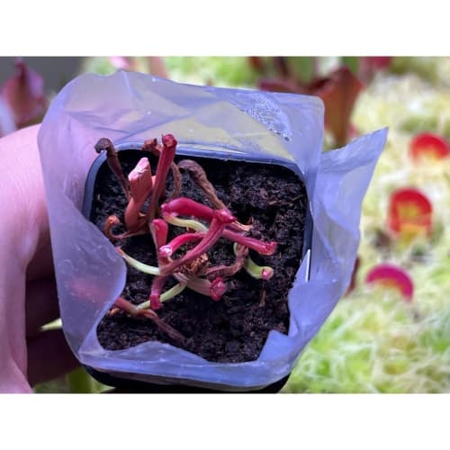 垂花太陽瓶子草H. nutans David