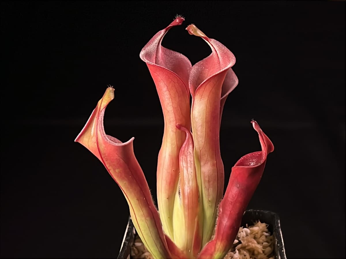 內布利納太陽瓶子草Heliamphora neblinae(Cerro Avispa) 圖集照片