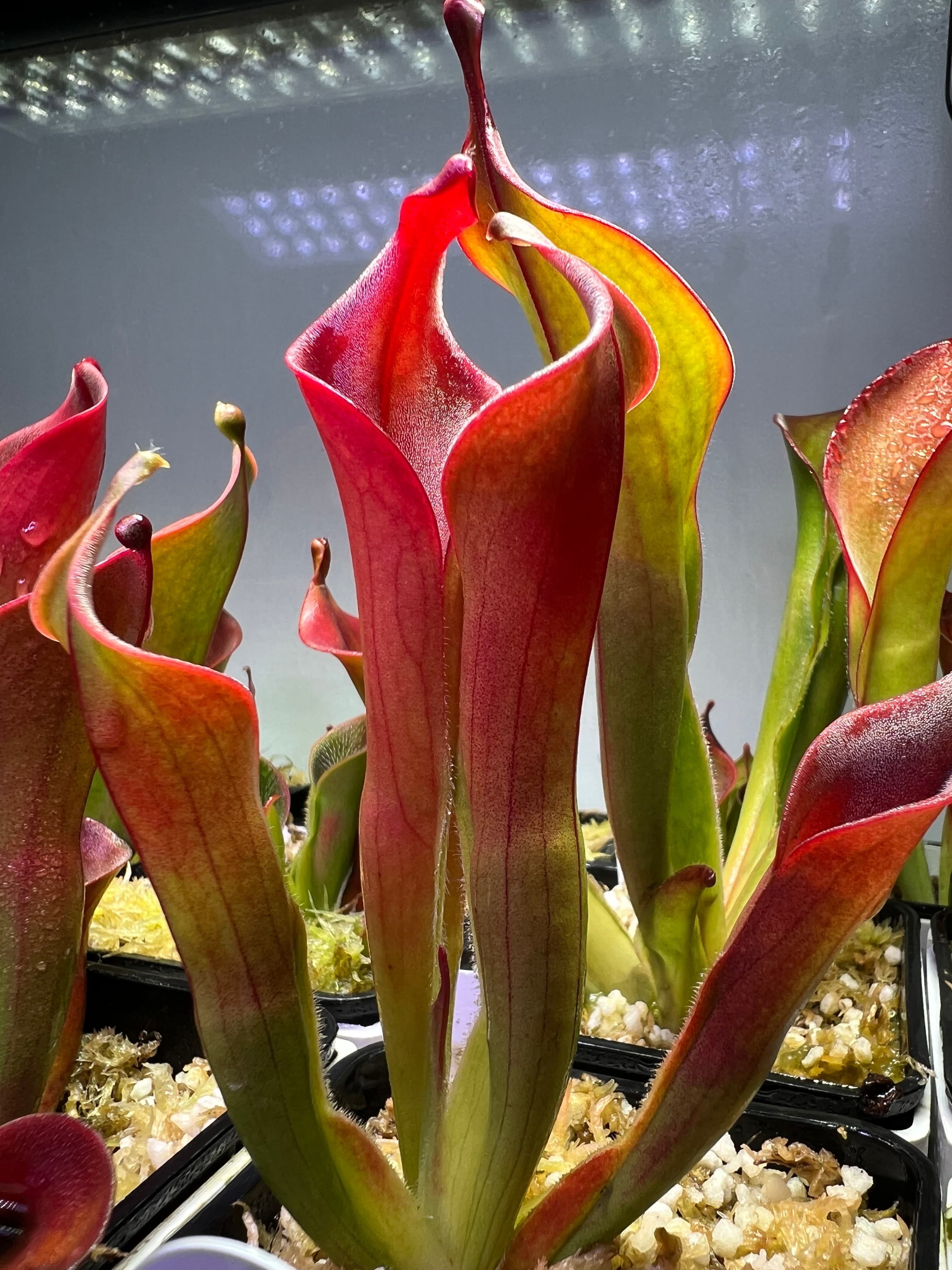 內布利納太陽瓶子草Heliamphora neblinae(Cerro Avispa) 圖集照片