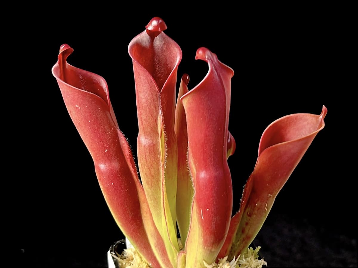 另解x垂花太陽瓶子草H. heterodoxa x nutans AW 圖集照片