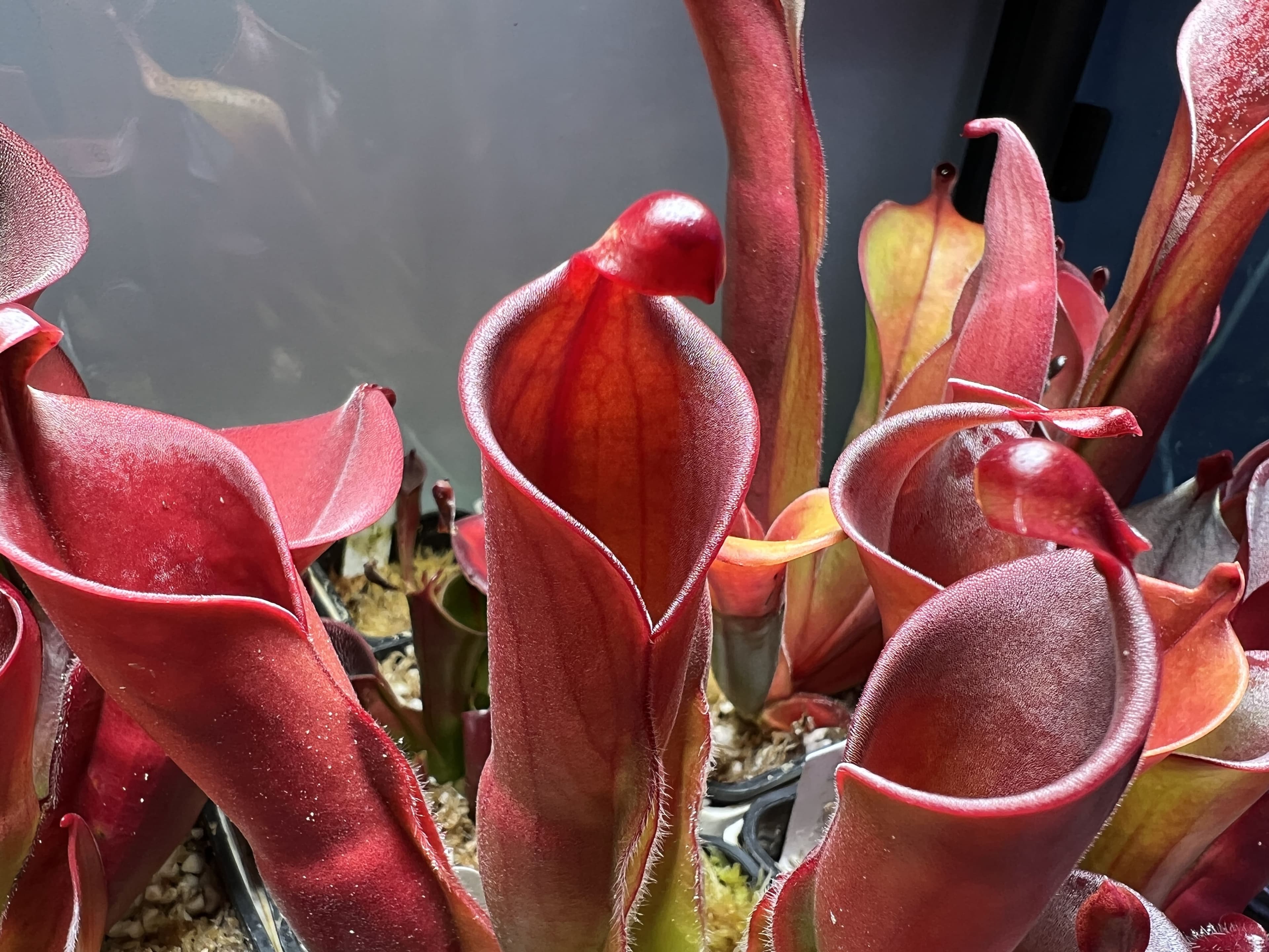 另解x垂花太陽瓶子草H. heterodoxa x nutans AW 圖集照片