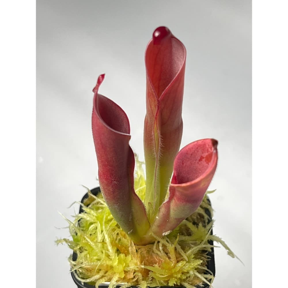 另解x垂花太陽瓶子草H. heterodoxa x nutans AW 圖集照片