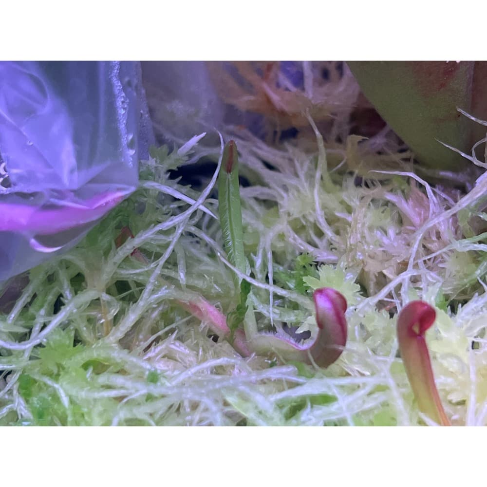 另解x垂花太陽瓶子草H. heterodoxa x nutans AW 圖集照片