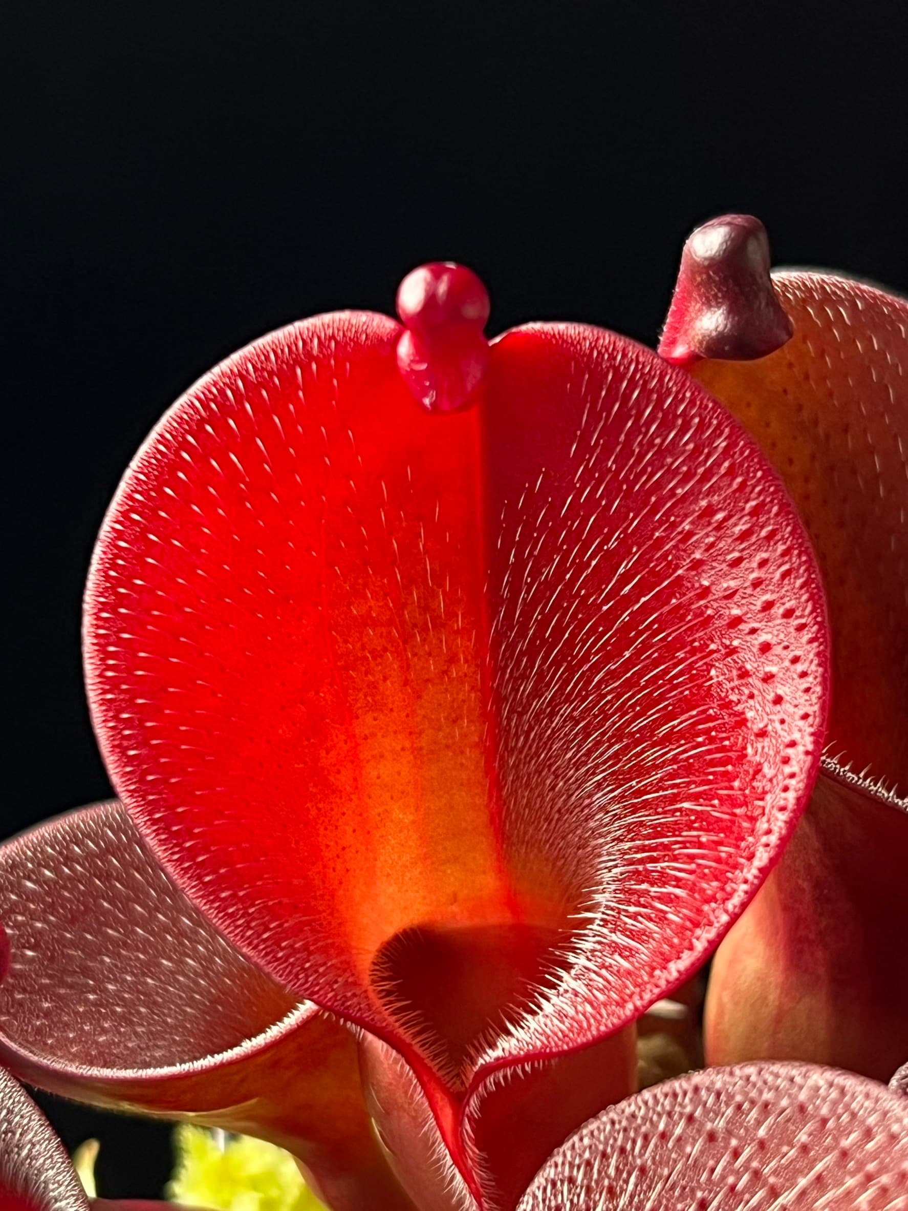 艾俄納西x美麗太陽瓶子草 Heliamphora ionasi x pulchella 圖集照片