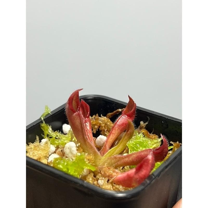 艾俄納西x美麗太陽瓶子草 Heliamphora ionasi x pulchella 圖集照片
