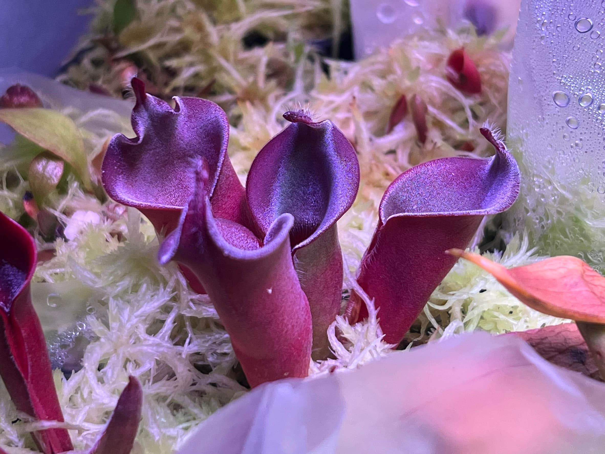 絨毛太陽瓶子草