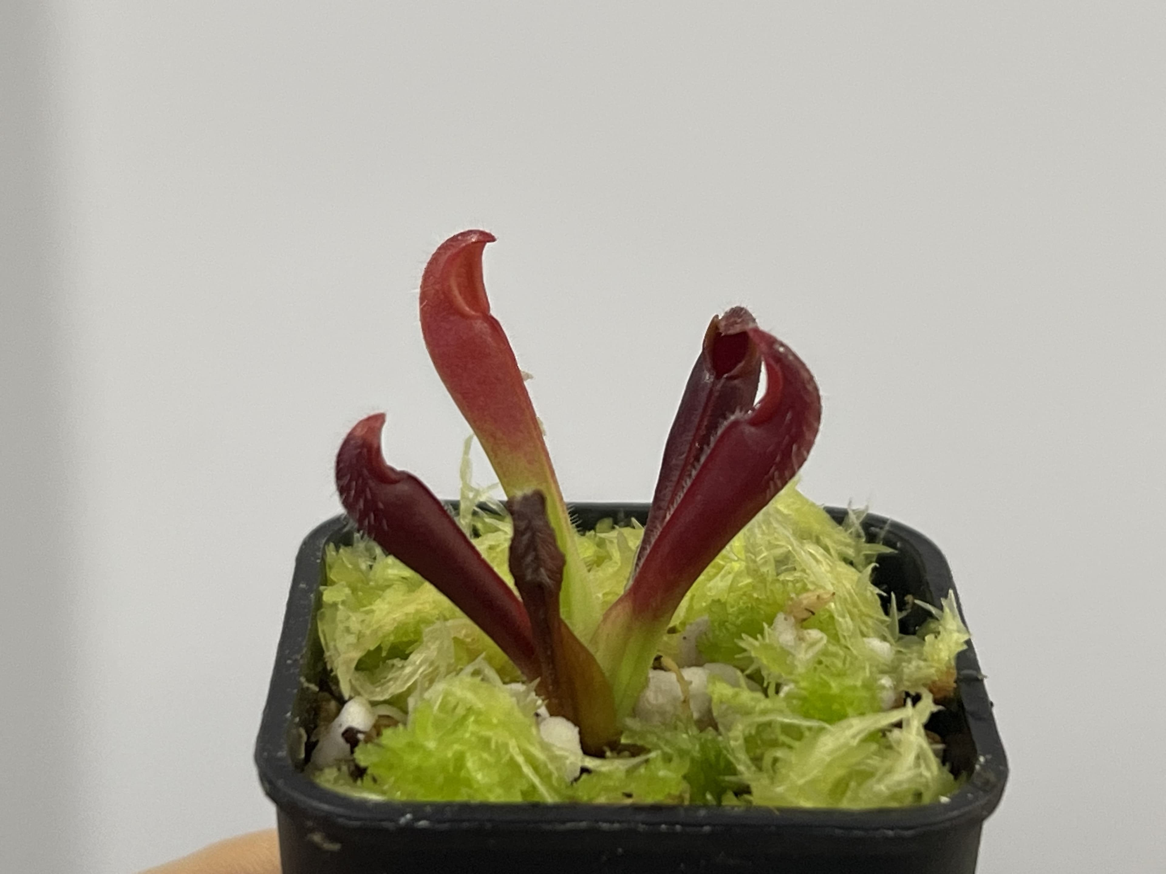 泰特太陽瓶子草