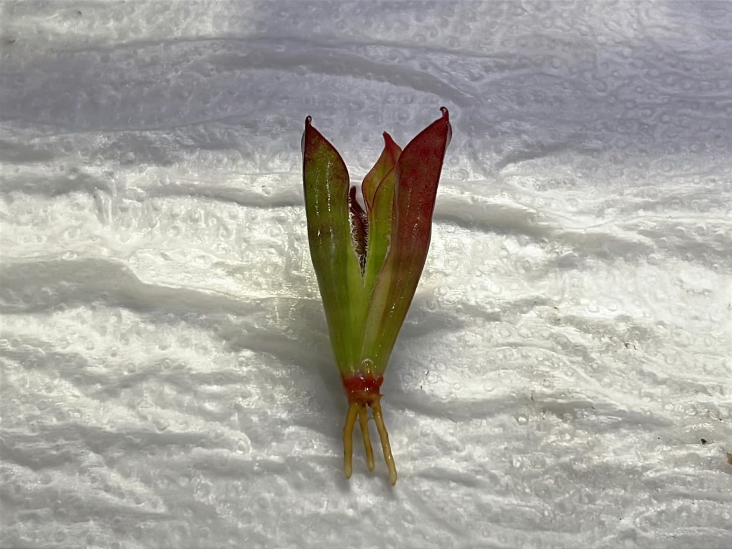 阿勾畔太陽瓶子草Heliamphora sp. ‘Akopan’ 圖集照片