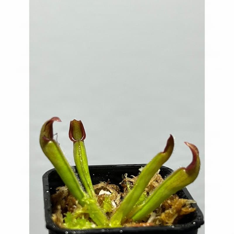 阿勾畔太陽瓶子草