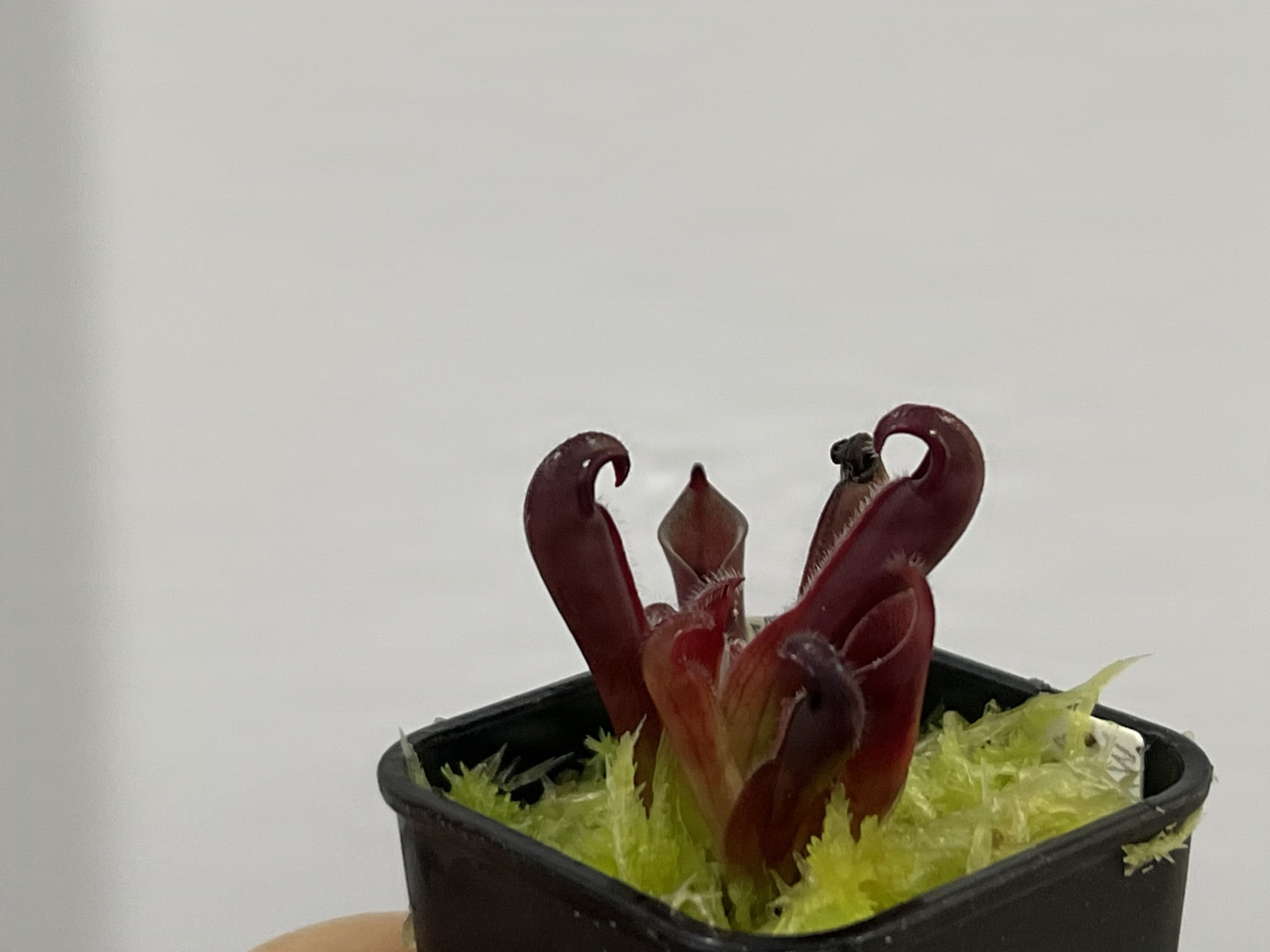 蠟葉交剛毛太陽瓶子草主圖