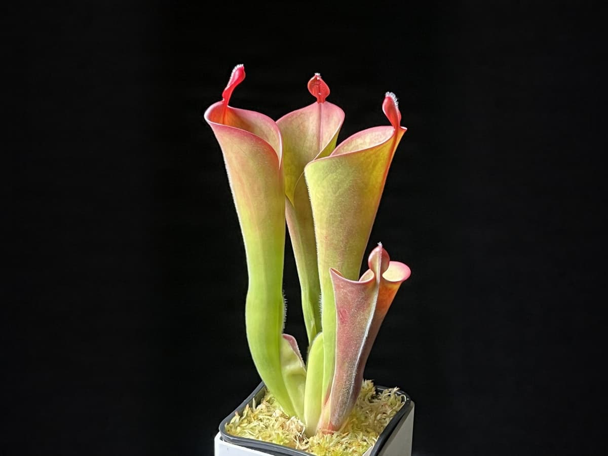 帕瓦太陽瓶子草H. parva (Cerro Neblina) BCP 圖集照片