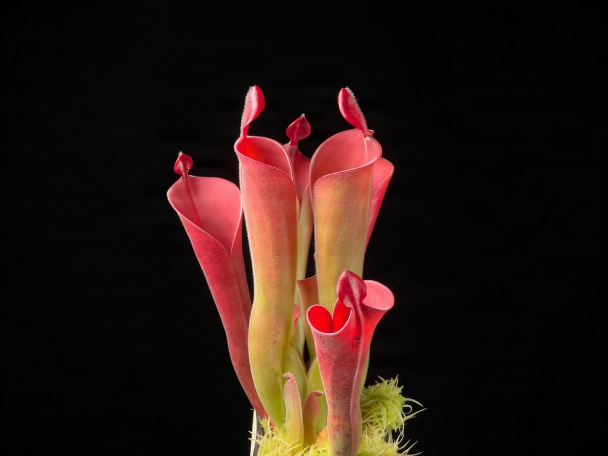 帕瓦太陽瓶子草H. parva (Cerro Neblina) BCP 圖集照片