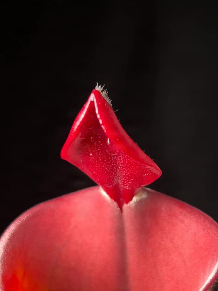 帕瓦太陽瓶子草H. parva (Cerro Neblina) BCP 圖集照片
