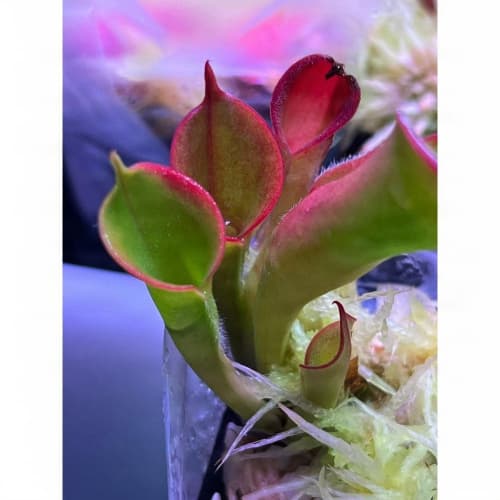 胡貝爾太陽瓶子草