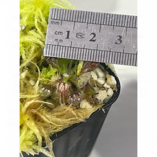 球球 × 悍馬巨人土瓶草