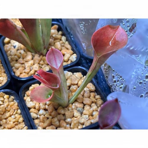 披毛太陽瓶子草H. minor var. pilosa clone 09 AW