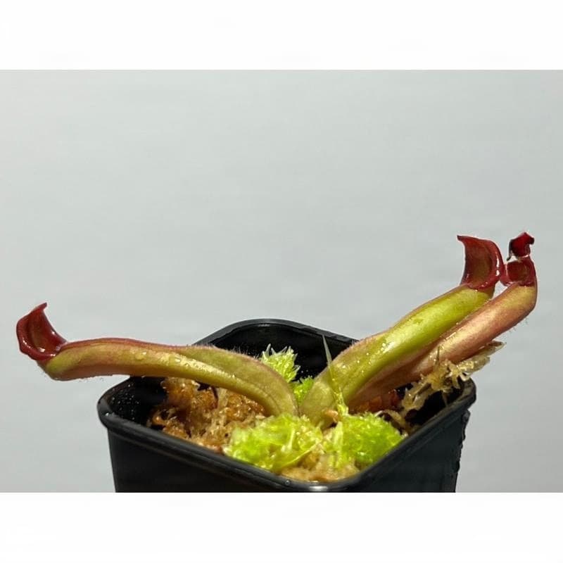 艾俄納西x美麗太陽瓶子草 Heliamphora ionasi x pulchella 圖集照片