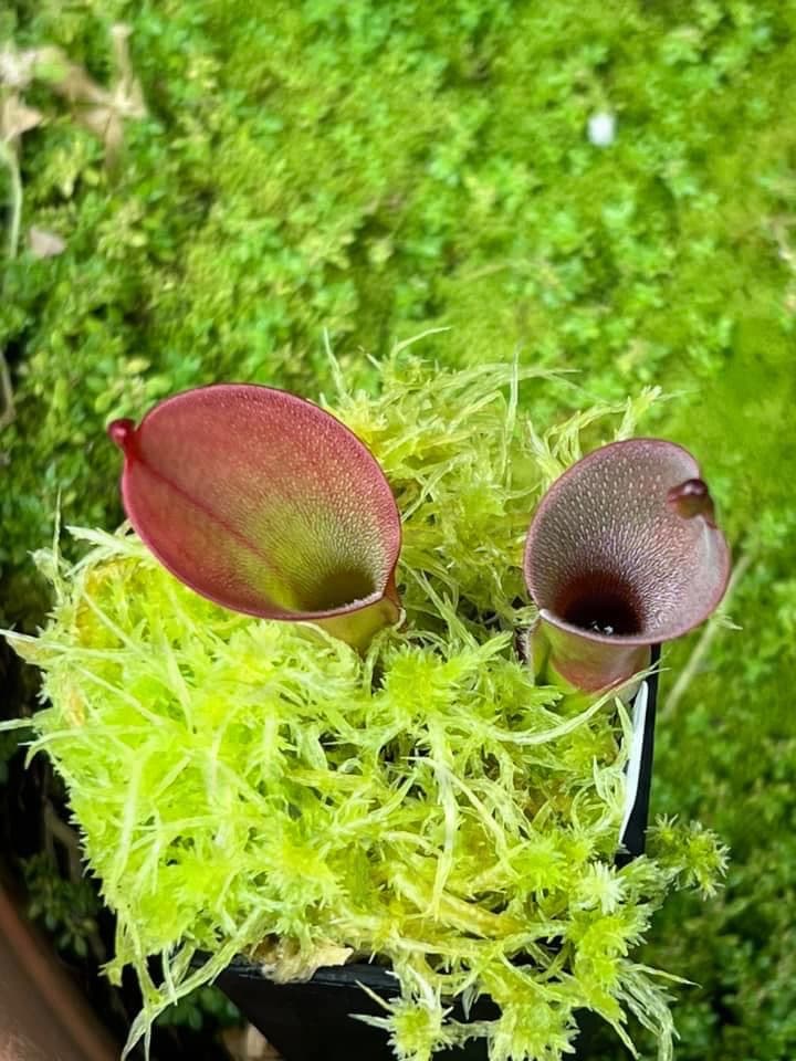 艾俄納西x美麗太陽瓶子草 Heliamphora ionasi x pulchella 圖集照片