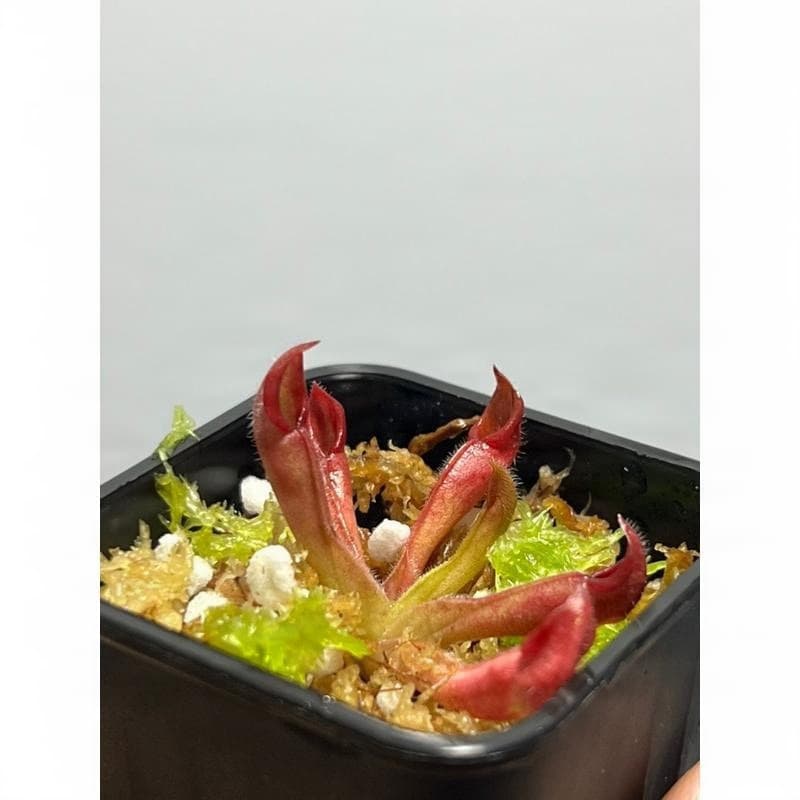 艾俄納西x美麗太陽瓶子草 Heliamphora ionasi x pulchella 圖集照片