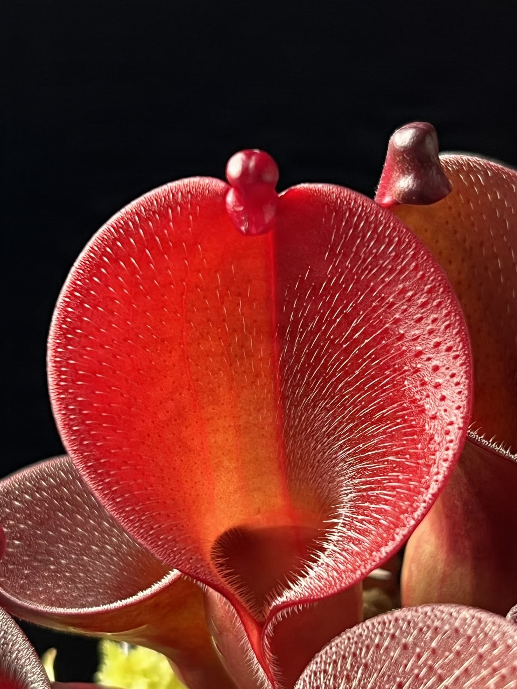 艾俄納西x美麗太陽瓶子草 Heliamphora ionasi x pulchella 圖集照片