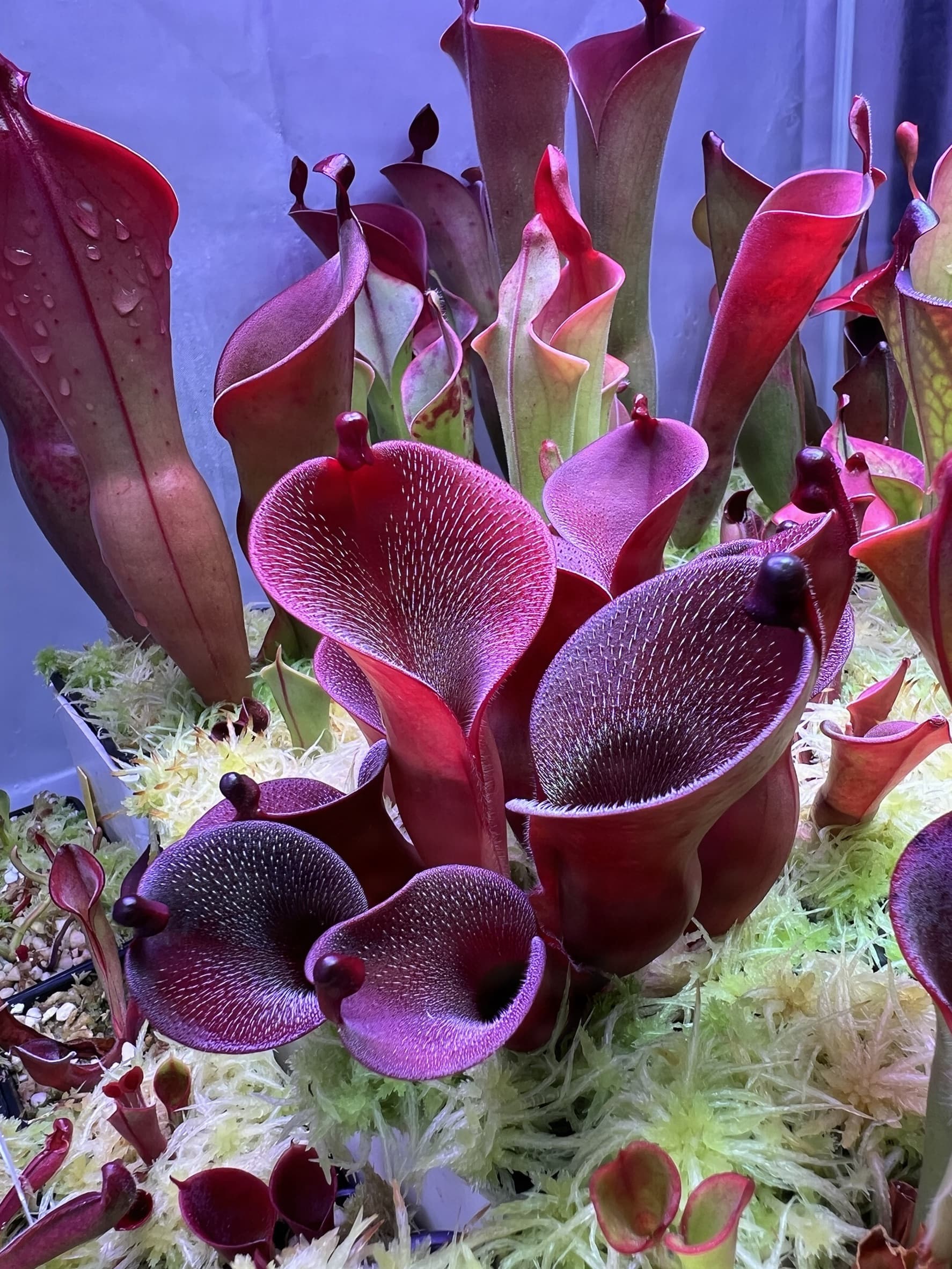 艾俄納西x美麗太陽瓶子草 Heliamphora ionasi x pulchella 圖集照片