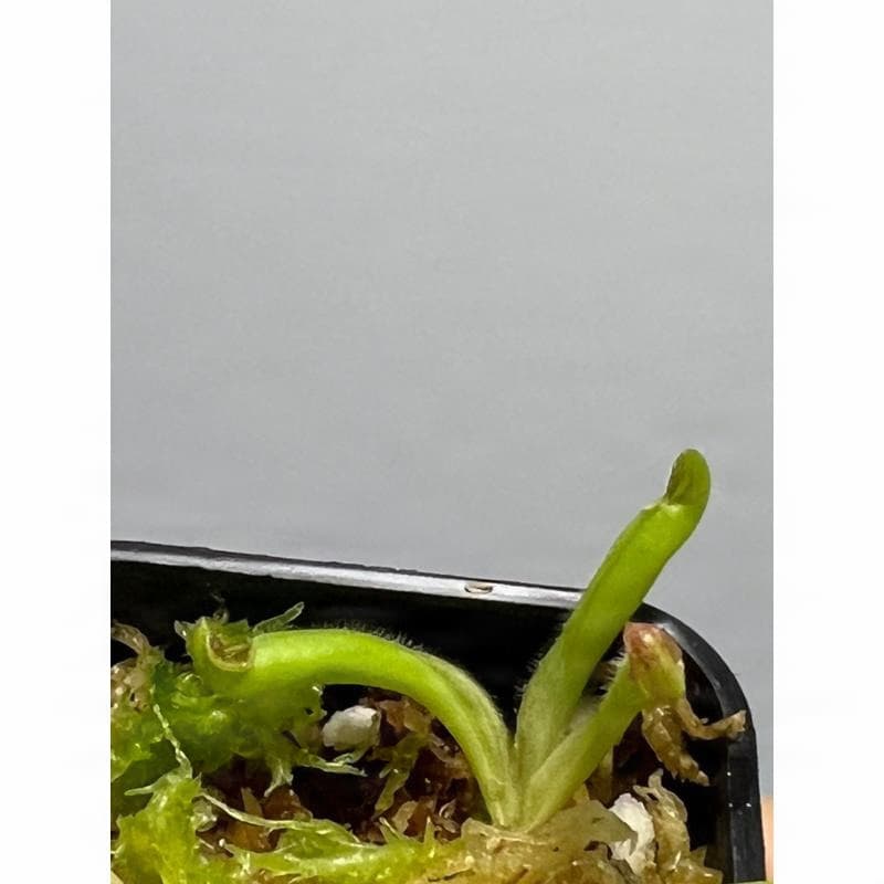 美麗太陽瓶子草Heliamphora pulchella (Churi tepui) 圖集照片