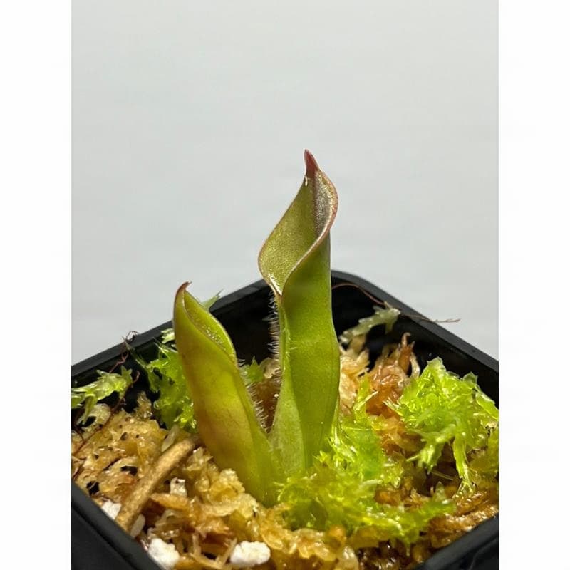 美麗太陽瓶子草