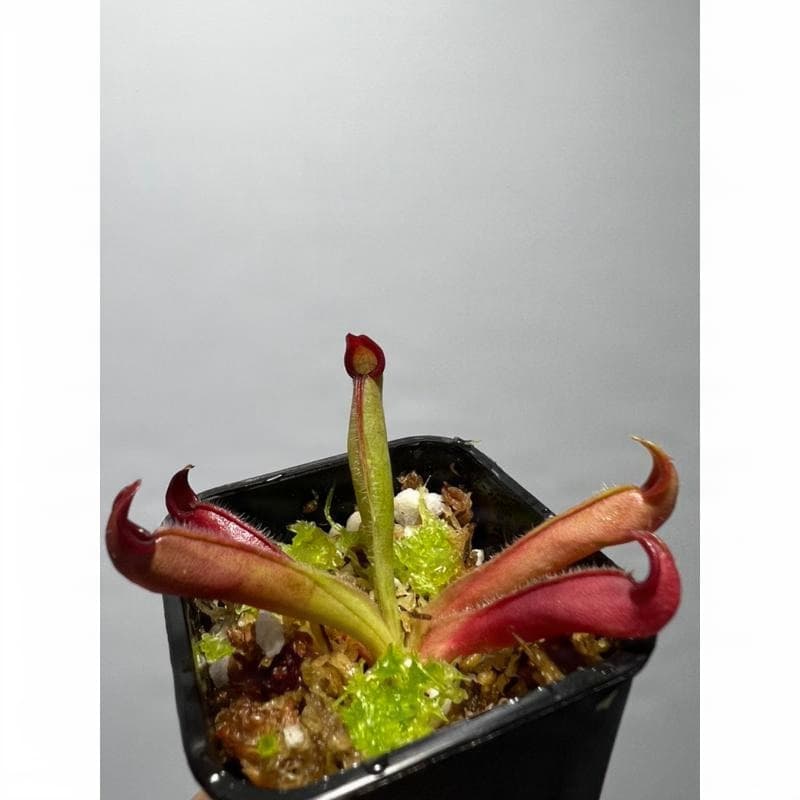 美麗太陽瓶子草Heliamphora pulchella (Churi tepui) 圖集照片