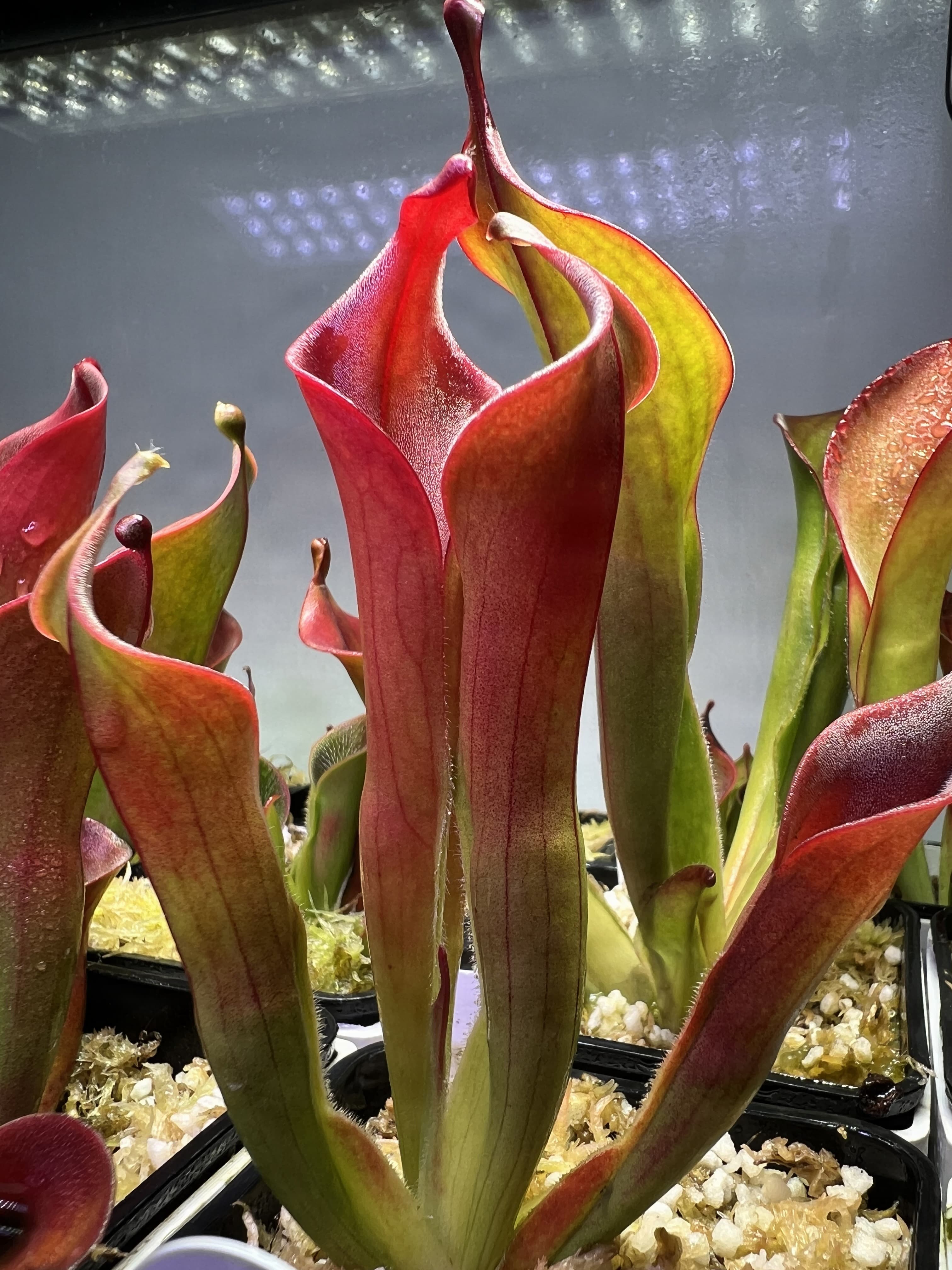 內布利納太陽瓶子草Heliamphora neblinae(Cerro Avispa) 圖集照片