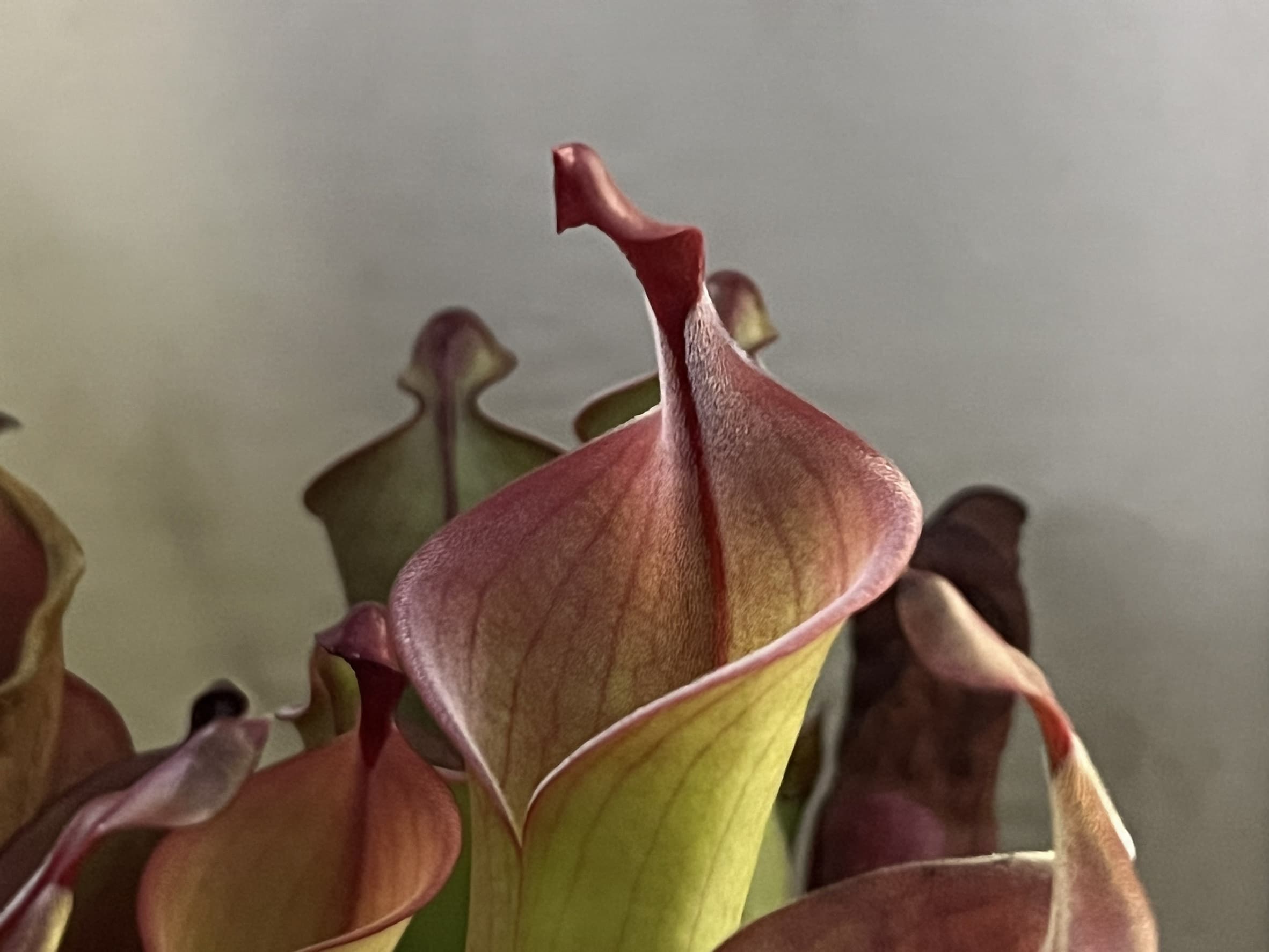 內布利納太陽瓶子草Heliamphora neblinae(Cerro Avispa) 圖集照片