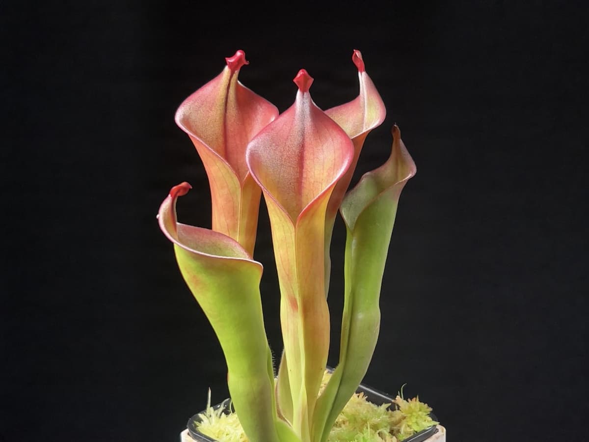 內布利納太陽瓶子草Heliamphora neblinae(Cerro Avispa) 圖集照片
