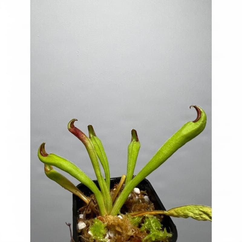 內布利納太陽瓶子草Heliamphora neblinae(Cerro Avispa) 圖集照片