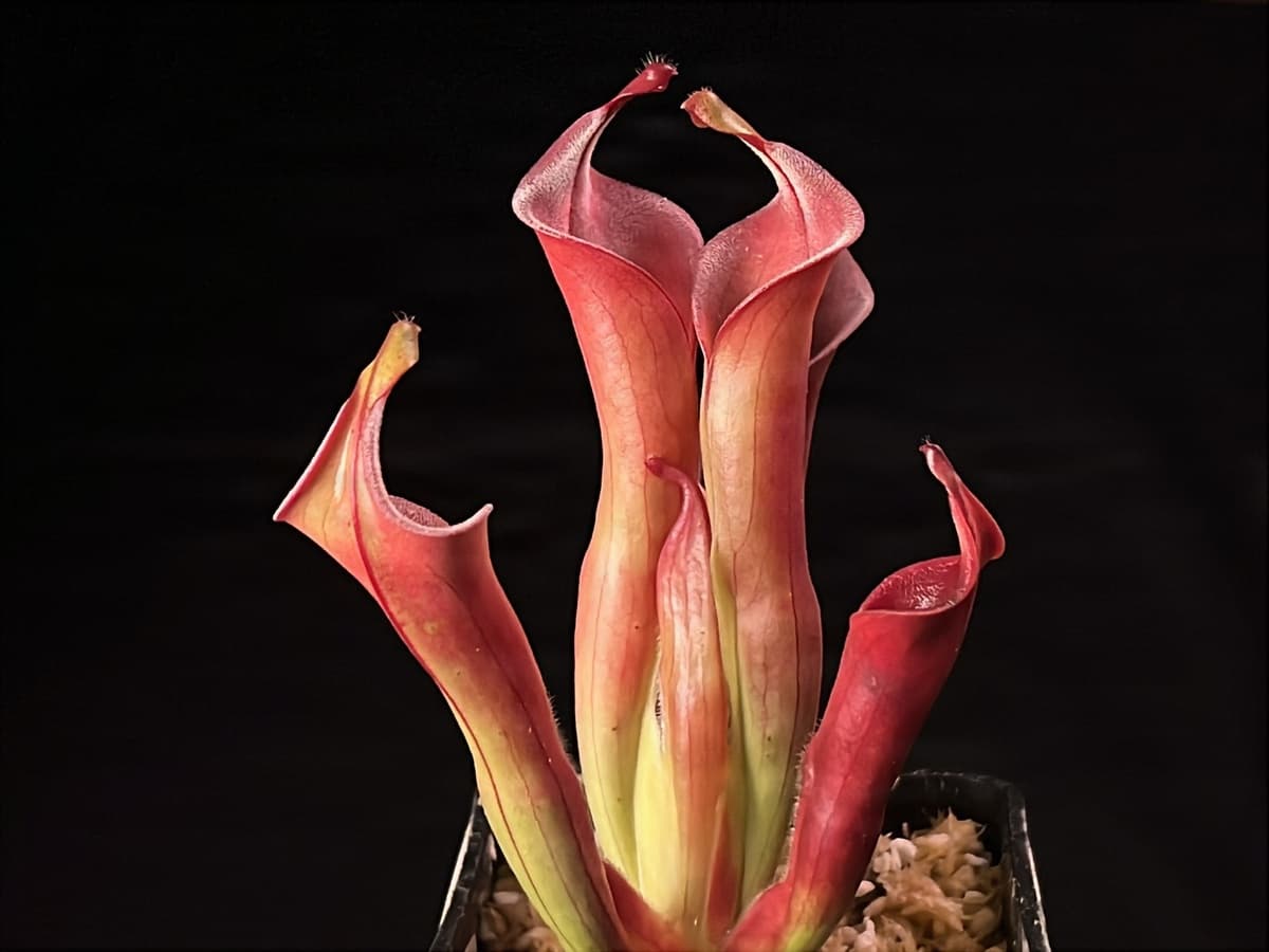 內布利納太陽瓶子草Heliamphora neblinae(Cerro Avispa) 圖集照片