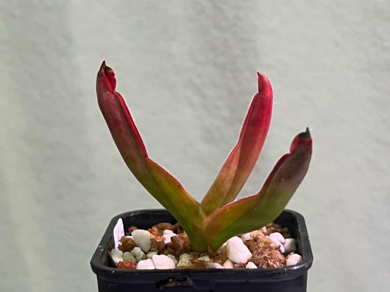 艾俄納西x披毛太陽瓶子草H. ionasi x minor var. pilosa clone 02 圖集照片