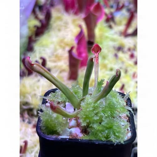 無附太陽瓶子草