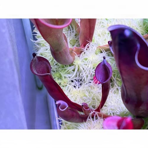 深紅太陽瓶子草