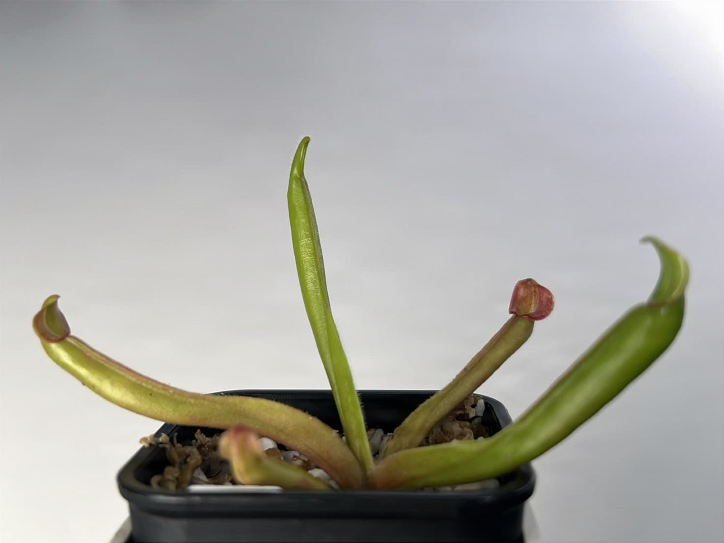 巨大垂花太陽瓶子草Heliamphora nutans "Giant" 圖集照片